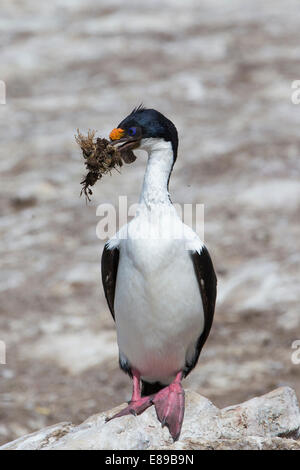 An adult Imperial Cormorant  carrying nesting material Stock Photo