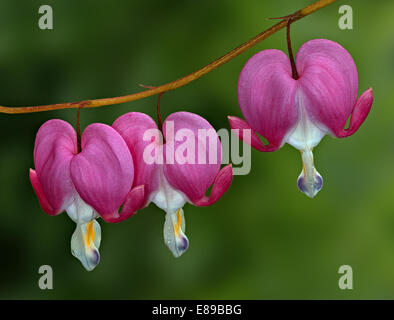 Three bleeding heart flowers isolated with a clean out of focus green foliage background. Stock Photo