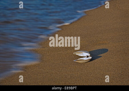A single seashell on the wet sand by the beach at sundown. Stock Photo