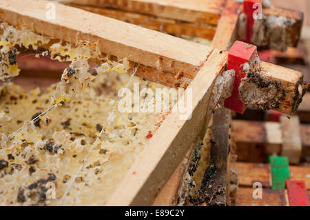 Wax moth damage on national bee hive frames Stock Photo