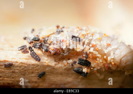 Wax moth damage on national bee hive frames Stock Photo