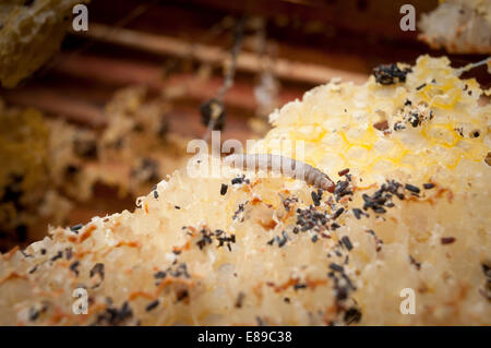 Wax moth damage on national bee hive frames Stock Photo