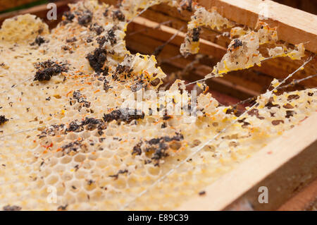 Wax moth damage on national bee hive frames Stock Photo