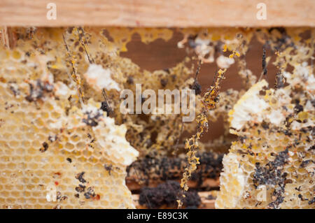 Wax moth damage on national bee hive frames Stock Photo