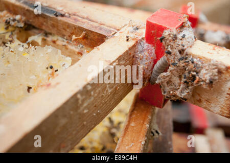 Wax moth damage on national bee hive frames Stock Photo