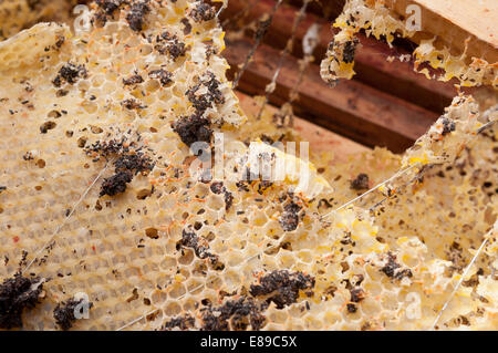 Wax moth damage on national bee hive frames Stock Photo