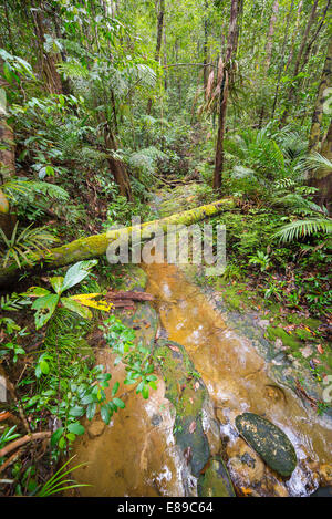 Red stream crossing the tropical rainforest in Kubah National Park, West sarawak, Borneo, Malaysia. Stock Photo