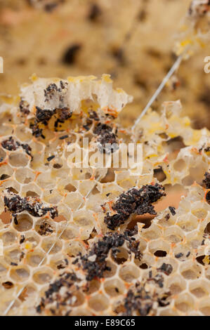 Wax moth damage on national bee hive frames Stock Photo