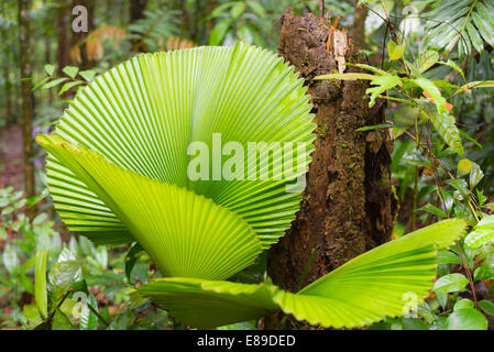 Dense mixed lowland rainforest in Kubah National Park, West sarawak, Borneo, Malaysia. Stock Photo