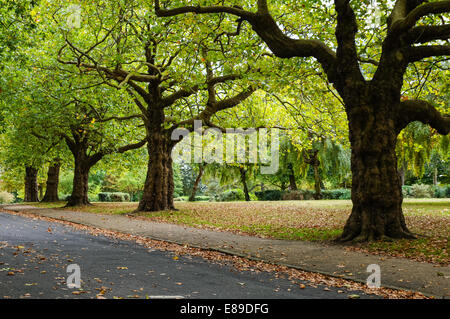 Autumn in Finsbury Park London England United Kingdom UK Stock Photo