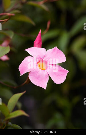 Mandevilla Sundaville 'Pretty Rose' flower. Stock Photo