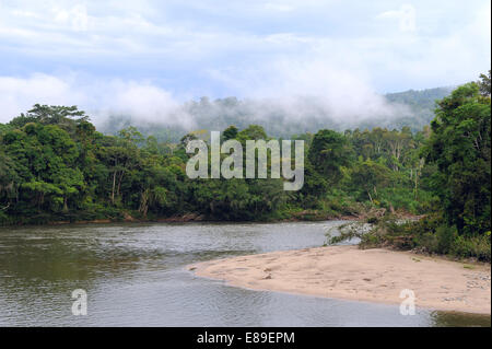 Amazon, View of the tropical rainforest, Rio Napo, Misahualli, Ecuador Stock Photo