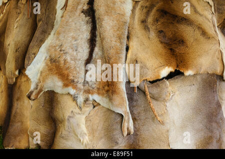 background made of real animal furs, pelts Stock Photo