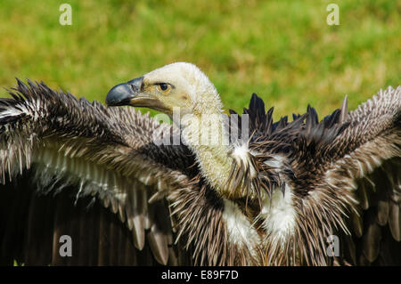 close up of  griffon vulture (Gyps fulvus) Stock Photo