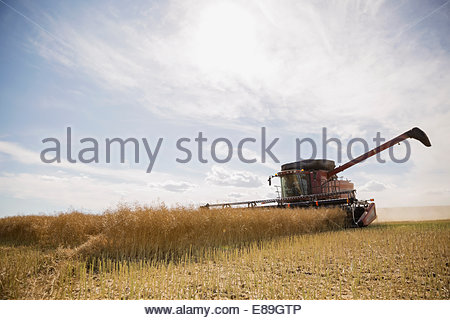 Combine harvester working in sunny crop field