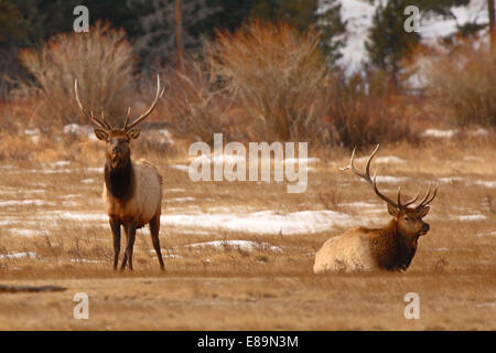 A pair of Elk bulls in autumn. Stock Photo