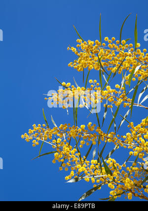 Yellow flowers of Golden wattle. Acacia pycnantha Stock Photo