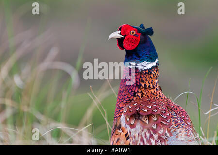 Pheasant (Phasianus colchicus), portrait, Texel, The Netherlands Stock Photo