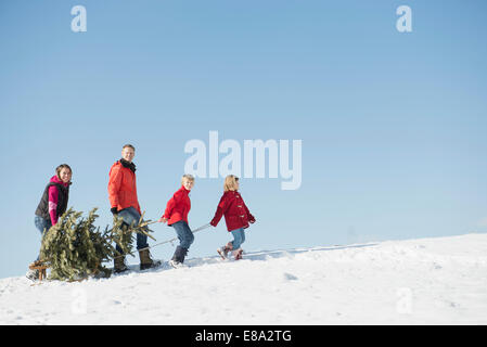 Family pulling spruce on sledge, Bavaria, Germany Stock Photo