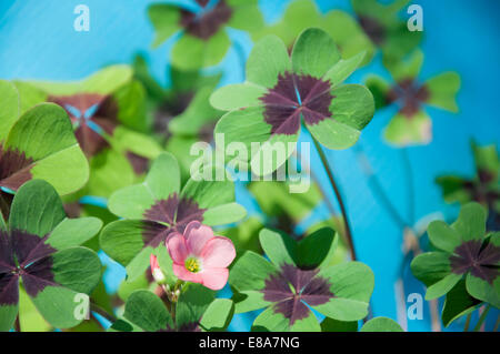 Four leafed clover, close up Stock Photo