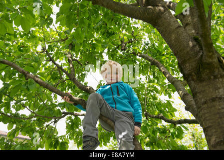 Young boy climbing high up in cherry tree