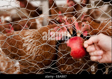 Girl feeding chickens on organic farm Stock Photo