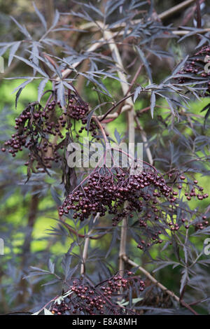 Sambucus nigra f. porphyrophylla Eva . Black Elder berries Stock Photo