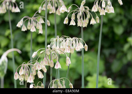 TÌNH YÊU CÂY CỎ ĐV 9 - Page 98 Ornamental-onion-nectaroscordum-siculum-e8a90m