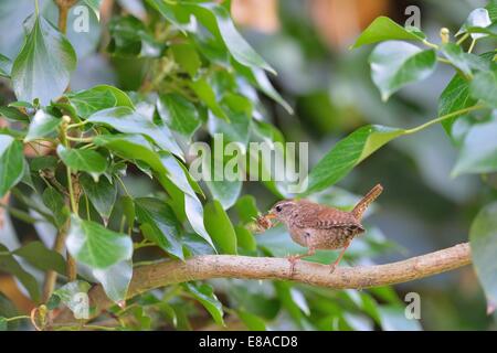 Wren (Troglodytes troglodytes) with prey in the bill (spider) to feed its chicks in nest