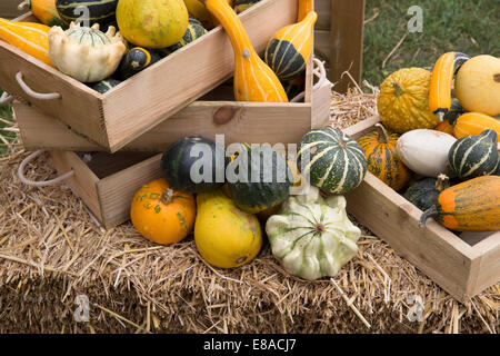 Malvern Autumn RHS show 2014 various gourds, pumpkins and squash Stock Photo