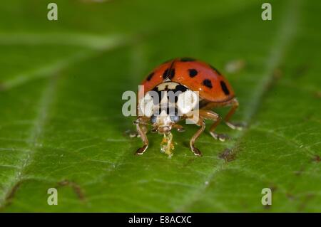 Asiatic Ladybird Harlequin Ladybird Multicolored Asian Lady Beetle Harmonia Axyridis