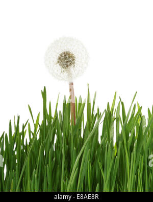 Dandelion seed head in green grass isolated on white background Stock Photo