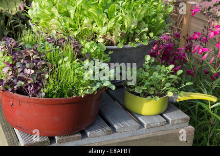 Small kitchen garden with salad crops micro greens growing in unusual containers land cress grown in saucepan winter salad mix lettuce leaves UK