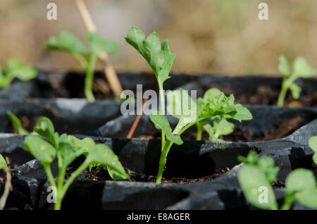 Dwarf blue curled vates Kale, Brassica oleracea, plantlets in black tray. Stock Photo