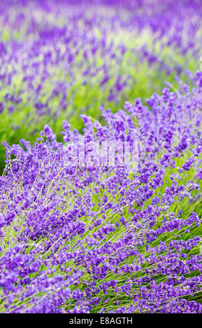 Lavender fields, Cotswolds, Worcestershire, UK Stock Photo