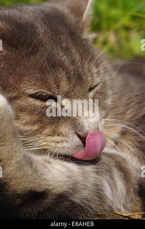 Tabby cat licking nose Stock Photo