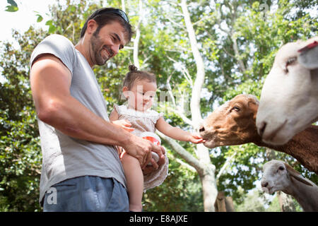 Father and baby daughter feeding goats at zoo Stock Photo