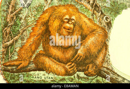 Detail from Indonesian banknote showing an Orangutan Stock Photo