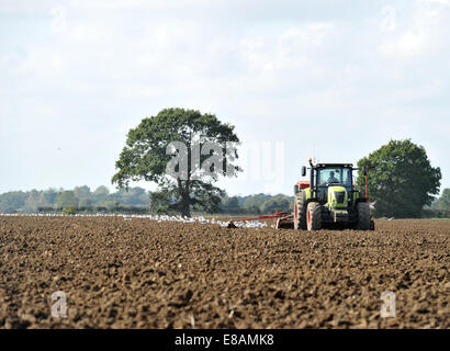 Woodbridge, Suffolk, UK. 3rd October 2014. Seagulls take advantage as winter crops are planted with flocks of birds follow farmer's tractors up and down the fields of rural England. Credit: Matthew Richardson/Alamy Live News Stock Photo