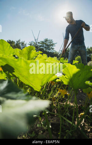Gardener hoeing in courgette patch Stock Photo