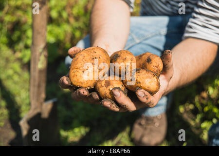 Gardener holding freshly dug potatoes Stock Photo