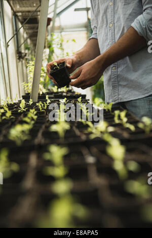 Gardener working in greenhouse Stock Photo