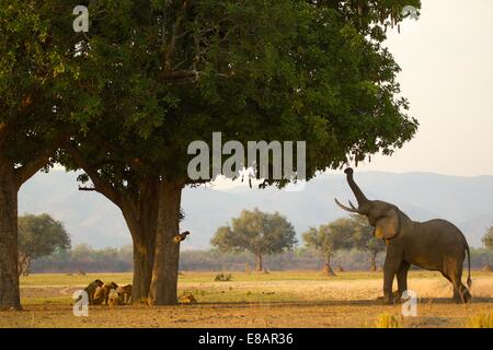 Bull african elephant Loxodonta africana eating sausage tree leaves pride of lions behind tree Mana Pools National Park Zimbabwe Stock Photo