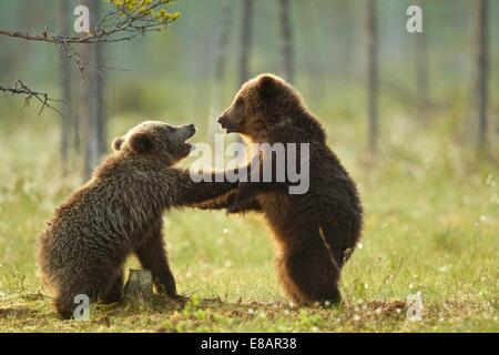 Two brown bear cubs play fighting (Ursus arctos) in Taiga Forest, Finland Stock Photo