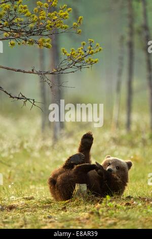 Brown bear cub playing (Ursus arctos) in Taiga Forest, Finland Stock Photo