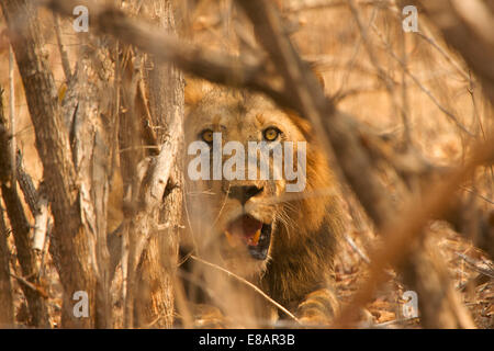 Male lion (Panthera leo) hiding in bush, Mana Pools National Park, Zimbabwe Stock Photo