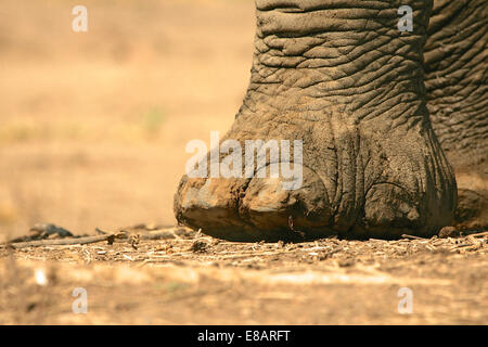 Close up of african elephant (loxodonta africana) foot, Mana Pools National Park, Zimbabwe Stock Photo