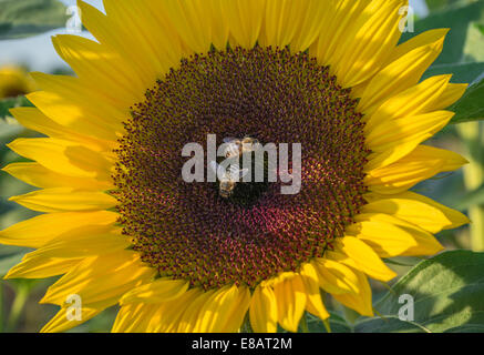 Two bees on a sunflower Stock Photo