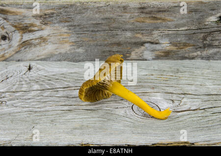 One raw yellowfoot mushroom at weathered wooden surface Stock Photo