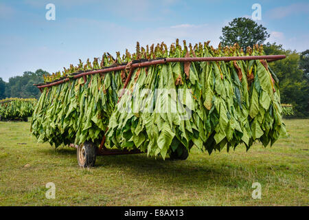 Tobacco plants harvested and hanging upside down on a trailer in a field ready for the barn and the curing process Stock Photo